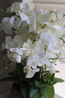 Nedila Wide, sztuczny storczyk w zielonej osłonce