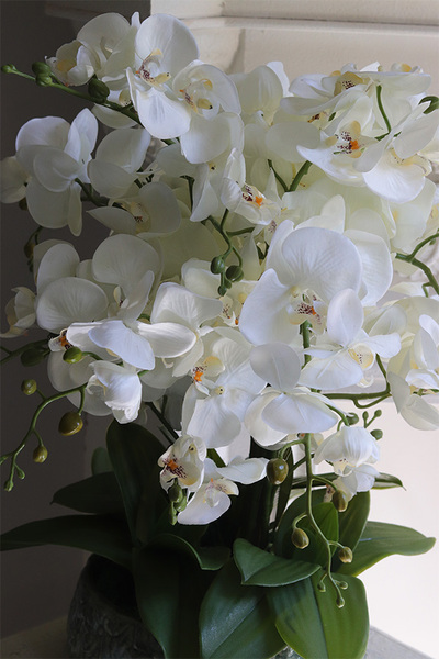 Nedila Wide, sztuczny storczyk w zielonej osłonce