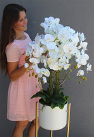 Designeta, elegancki storczyk w donicy na trójnogu, wys.143cm 