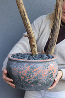 Oliwka Greece 2, sztuczne drzewko w ceramicznej donicy