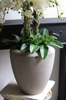 Beigenate 2, sztuczny storczyk w ceramicznej donicy