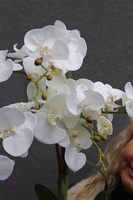 Blue Greca, sztuczny storczyk w niebieskiej osłonce