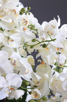 Pearl Embassy, nowoczesny storczyk w ceramicznym pucharze