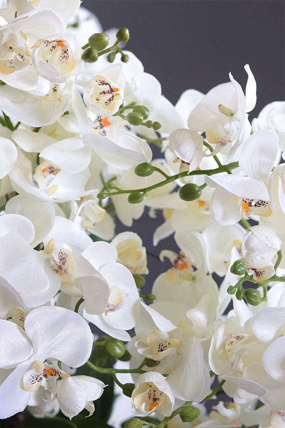 Pearl Embassy, nowoczesny storczyk w ceramicznym pucharze