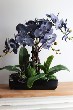 Bluefela, granatowy storczyk w podłużnej donicy, wys.40cm