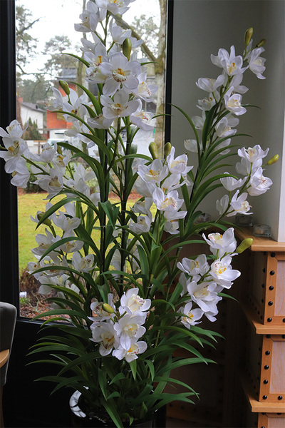 Ambasador Grande Fiberglass 2, duży storczyk w czarnej donicy