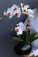 Manferdo Nettera, gumowy storczyk w asymetrycznej donicy