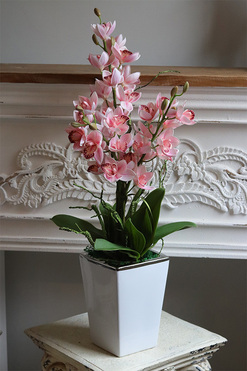 Pink Lanita, gumowy storczyk cymbydium w doniczce, wys.