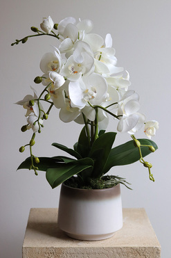 Barbara, sztuczny storczyk w osłonce ombre, wys.40cm