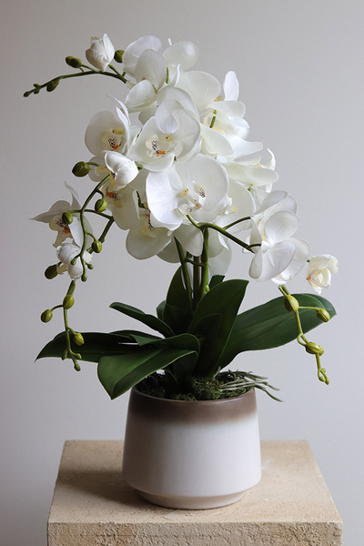 Barbara, sztuczny storczyk w osłonce ombre