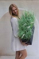 Jessi Summer, kompozycja traw w grafitowej donicy