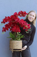 Miłość 3, karminowy welurowy storczyk