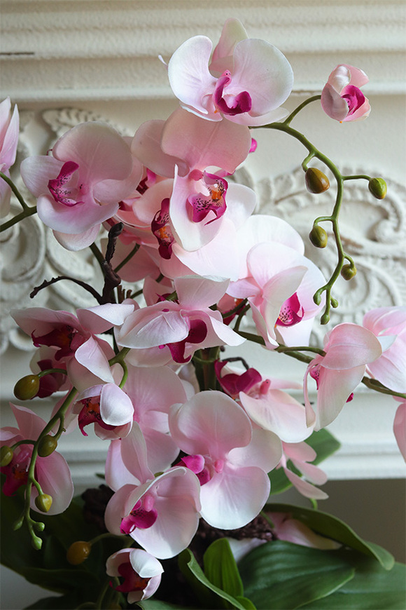 Nedera Pink, storczyk w złotej osłonce