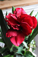 Amarylis w koszu z trawy