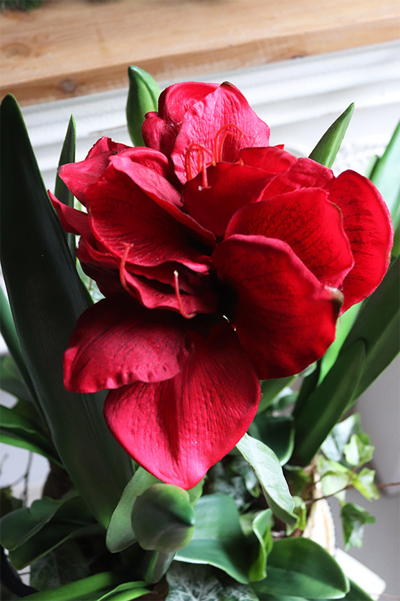 Amarylis w koszu z trawy