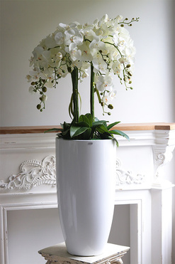 duży storczyk White Fiberglass Grande Clear w białej donicy, wys.118cm 