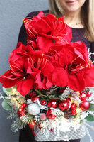 Amarylis Winter Premium 2, świąteczny stroik z czerwonym amarylisem