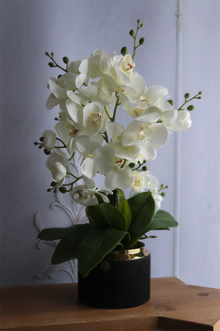 Norway Black, bogaty storczyk w czarno-złotej osłonce, wys.42cm