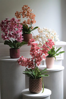 Selania Cream, sztuczny storczyk