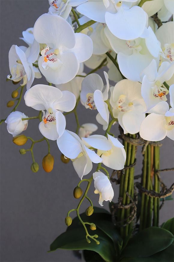 Designeta, elegancki storczyk w donicy na trójnogu, wys.143cm 