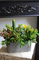 Green Neriata, sukulenty w prostokątnej donicy