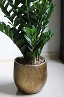 Zamiokulkas Gold Hilton, sztuczna roślina w doniczce