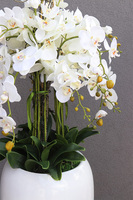 Premium Orchid, elegancki storczyk w wysokiej donicy, wys.154cm