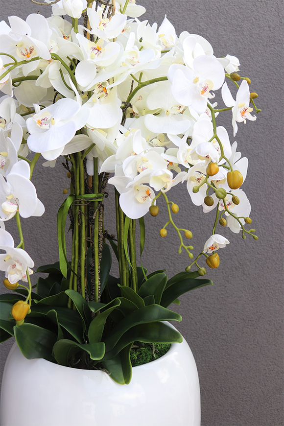 Premium Orchid, elegancki storczyk w wysokiej donicy, wys.154cm