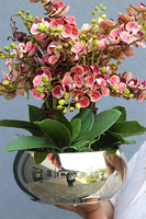 Korelle Granada, sztuczny storczyk w złotej misie