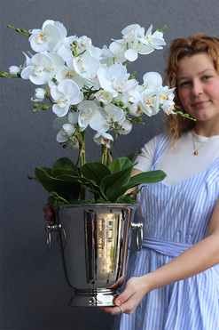 Calea Cooler, elegancki storczyk w naczyniu, wys.67cm 