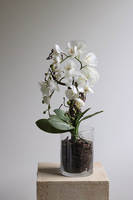 Glassier Como 2, sztuczny storczyk w szklanej tubie