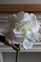 Amarylis White, biały kwiat amarylisa