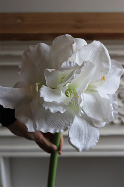 Amarylis White Premium, biały kwiat amarylisa, dł.97cm 