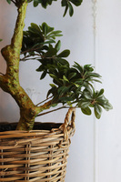 Bonsai Azalia Rattania, sztuczna roślina w donicy