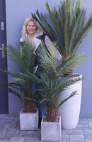 Cykas Ibis Concrete, sztuczna roślina w betonowej donicy