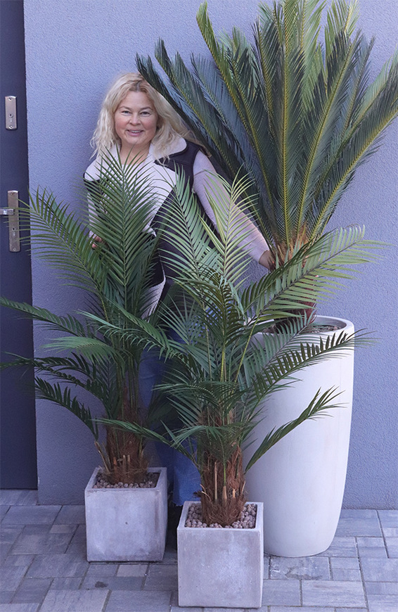 Cykas Ibis Concrete, sztuczna roślina w betonowej donicy