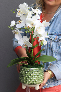 Turtle, sztuczny storczyk w zielonej osłonce, wys.51cm