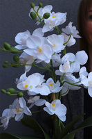 Bielle Pexel, sztuczny storczyk w białej donicy