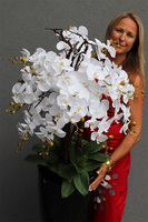 duży storczyk Black Fiberglass Grande 2 w czarnej donicy