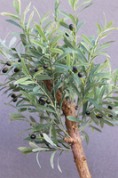 Oliwka Greece 2, sztuczne drzewko w ceramicznej donicy