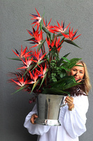 Cooler Strelicja&Friends, egzotyczna kompozycja w coolerze