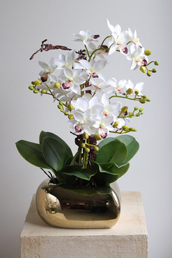 Orchid Heart, gumowy storczyk w złotej misie, wys.50cm