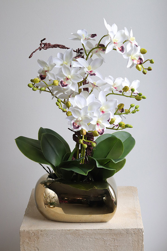 Orchid Heart, gumowy storczyk w złotej misie