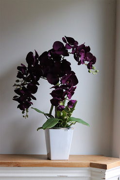 Bakłażanowy Purple, fioletowy storczyk w donicy, wys.67cm