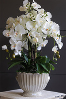 Pearl Embassy, nowoczesny storczyk w ceramicznym pucharze