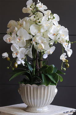 Pearl Embassy, nowoczesny storczyk w ceramicznym pucharze, wys.60cm