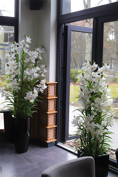 Ambasador Grande Fiberglass 2, duży storczyk w czarnej donicy