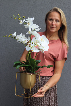 biały storczyk Goldista, wys.50cm