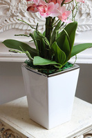 Pink Lanita, gumowy storczyk cymbydium w doniczce