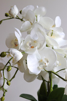 Barbara, sztuczny storczyk w osłonce ombre